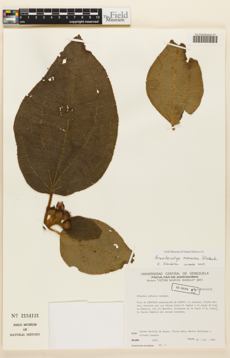Miconia manarae photo 2