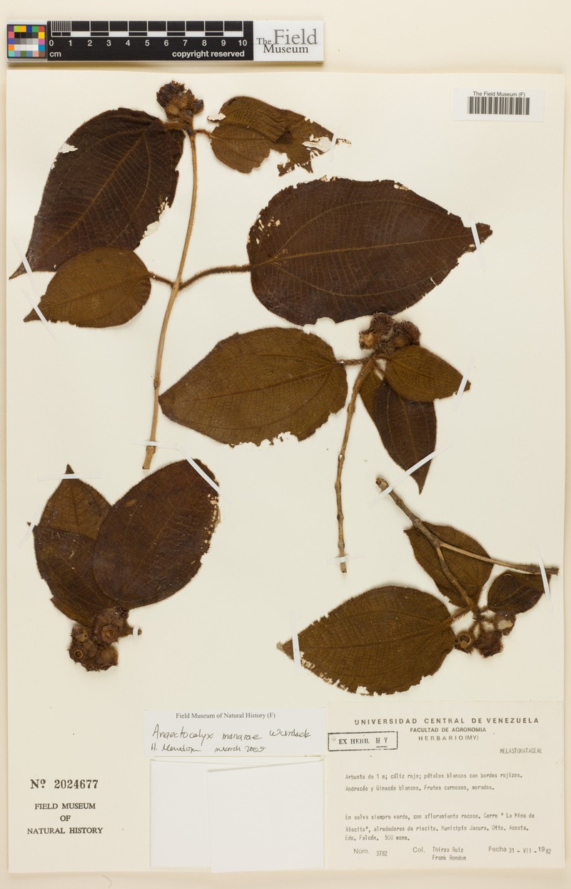 Miconia manarae photo 3