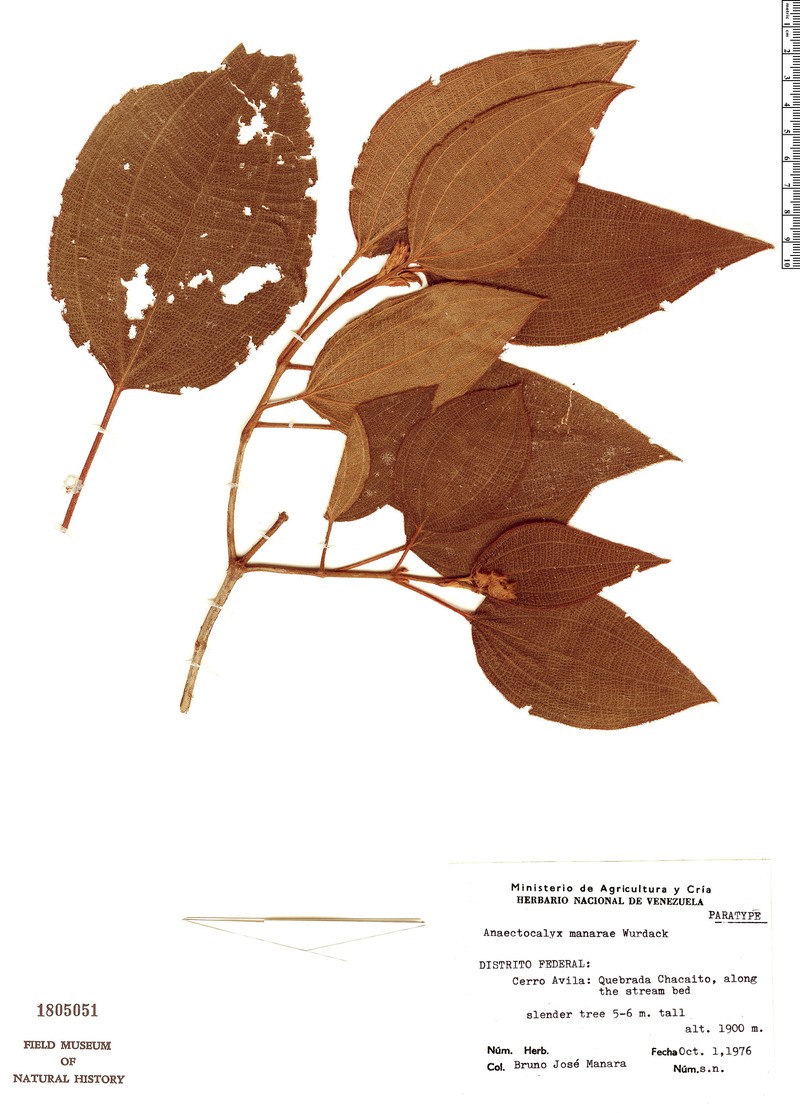 Miconia manarae photo 4