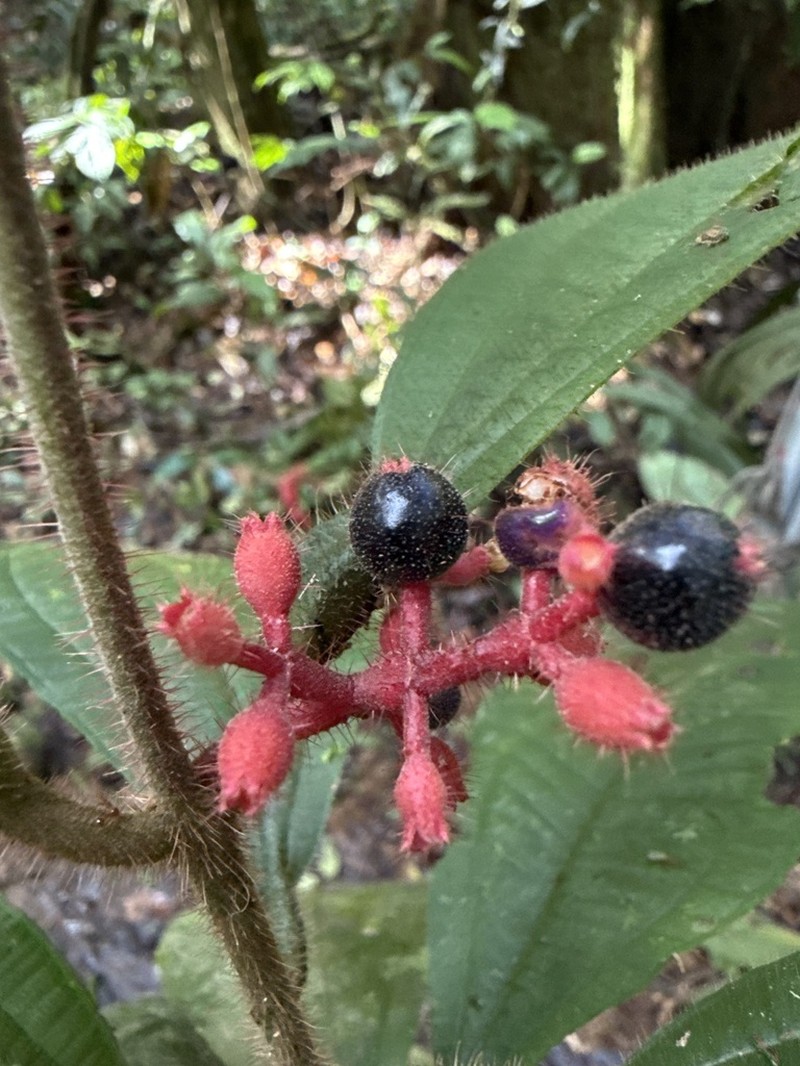 Miconia manserichensis