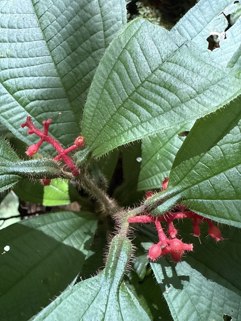Miconia manserichensis photo 2