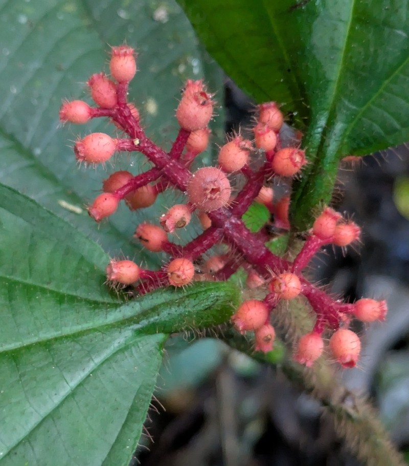 Miconia manserichensis photo 3