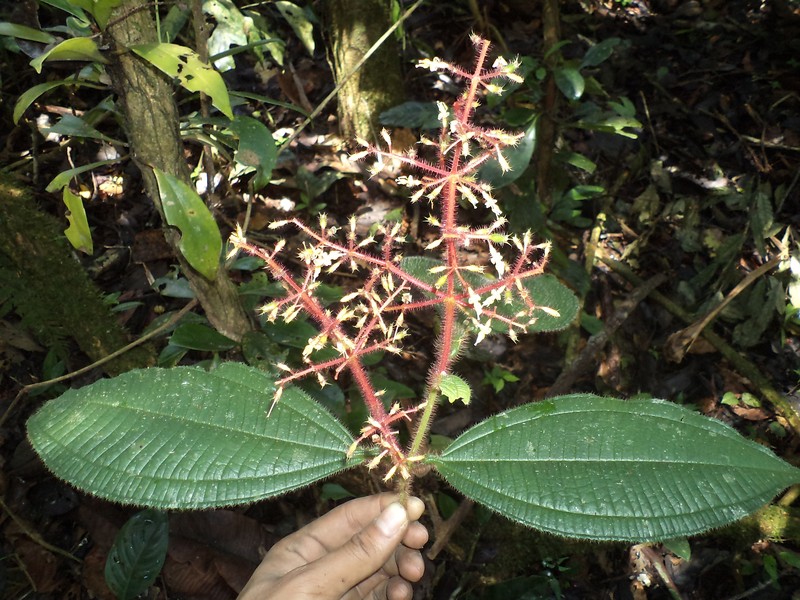 Miconia manserichensis photo 4