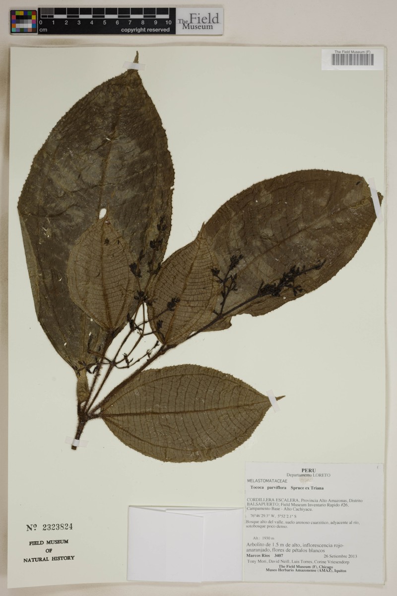 Miconia manserichensis photo 5