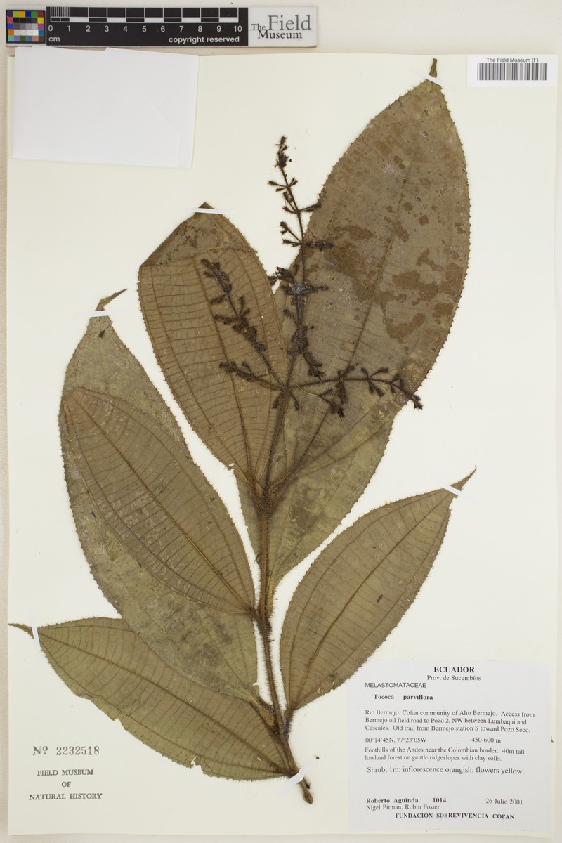 Miconia manserichensis photo 6