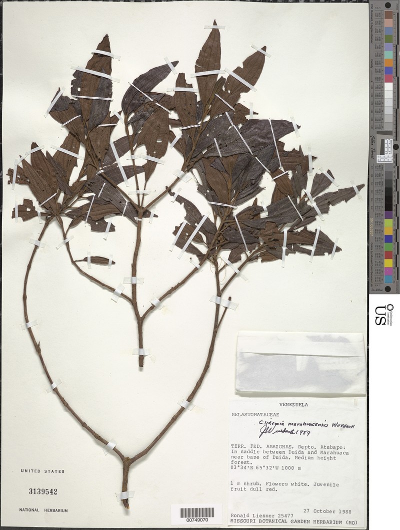Miconia marahuacensis