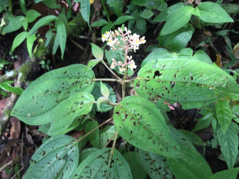 Miconia matudae