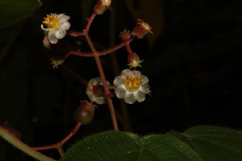Miconia matudae photo 2