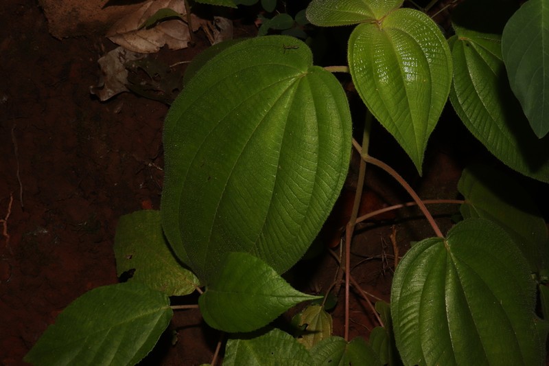 Miconia matudae photo 3
