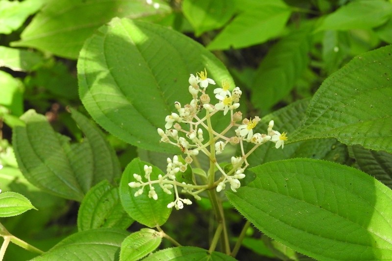 Miconia matudae photo 4