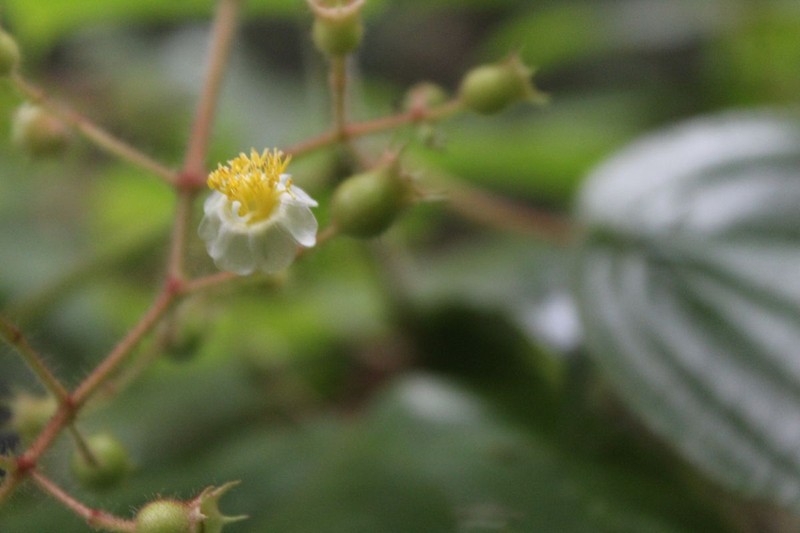 Miconia matudae photo 7