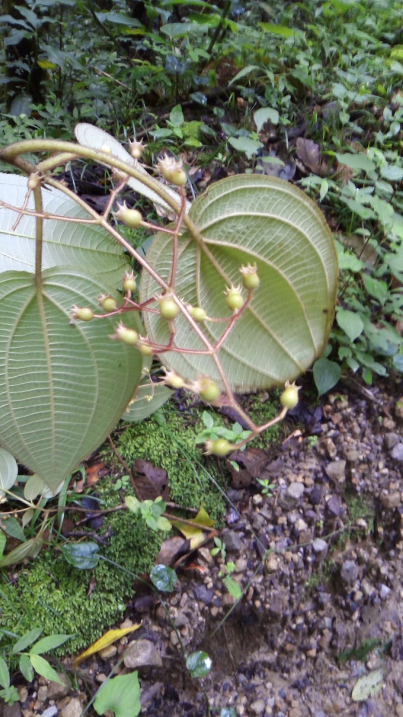 Miconia matudae photo 8