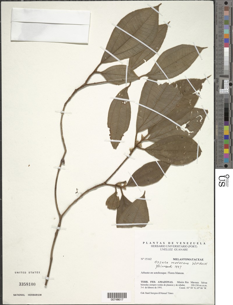 Miconia mavacana