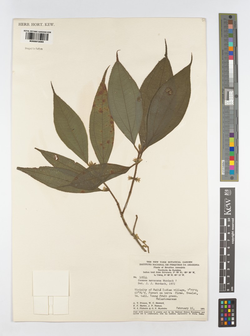 Miconia mavacana photo 2