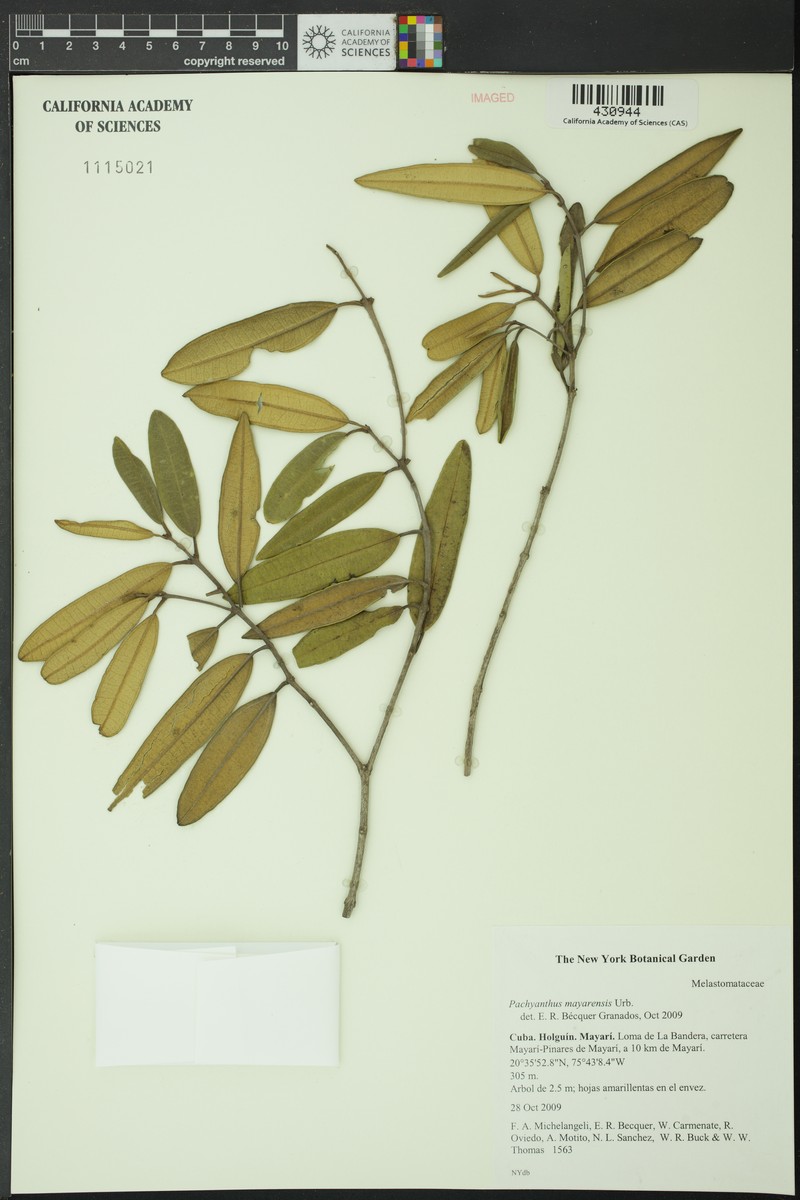 Miconia mayarensis
