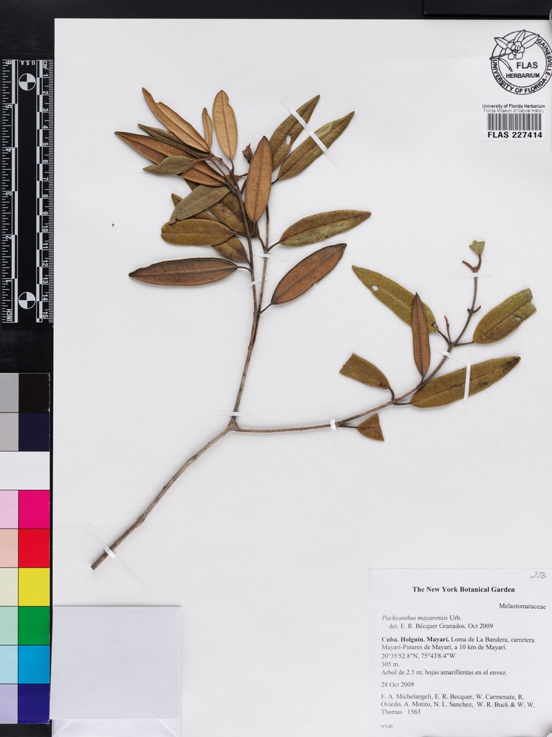 Miconia mayarensis photo 2