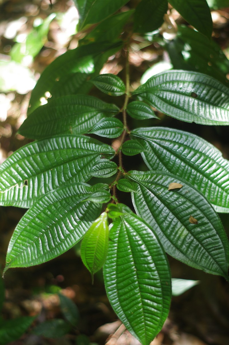 Miconia mayeta
