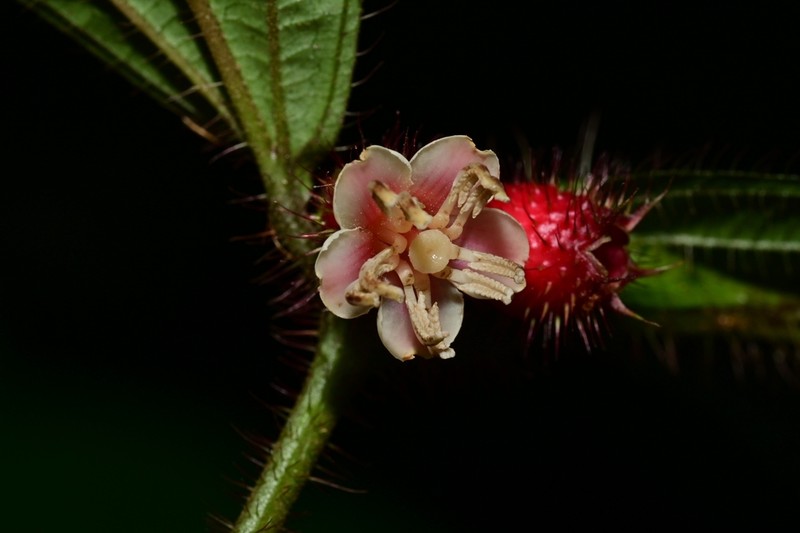 Miconia mayeta photo 3