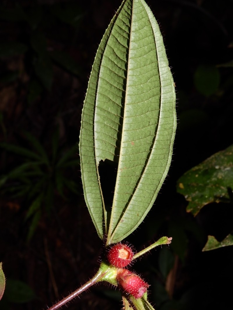 Miconia mayeta photo 4
