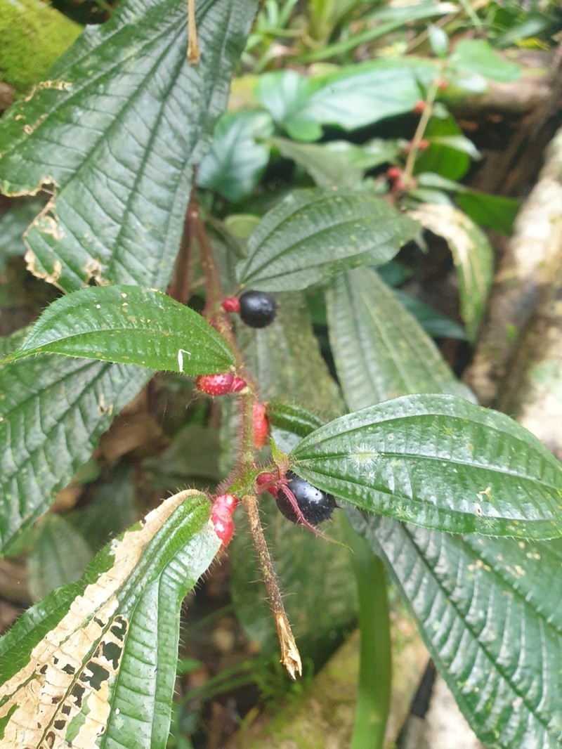 Miconia mayeta photo 7