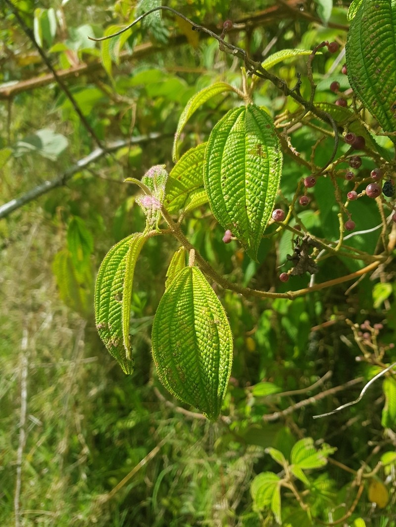Miconia melanodesma