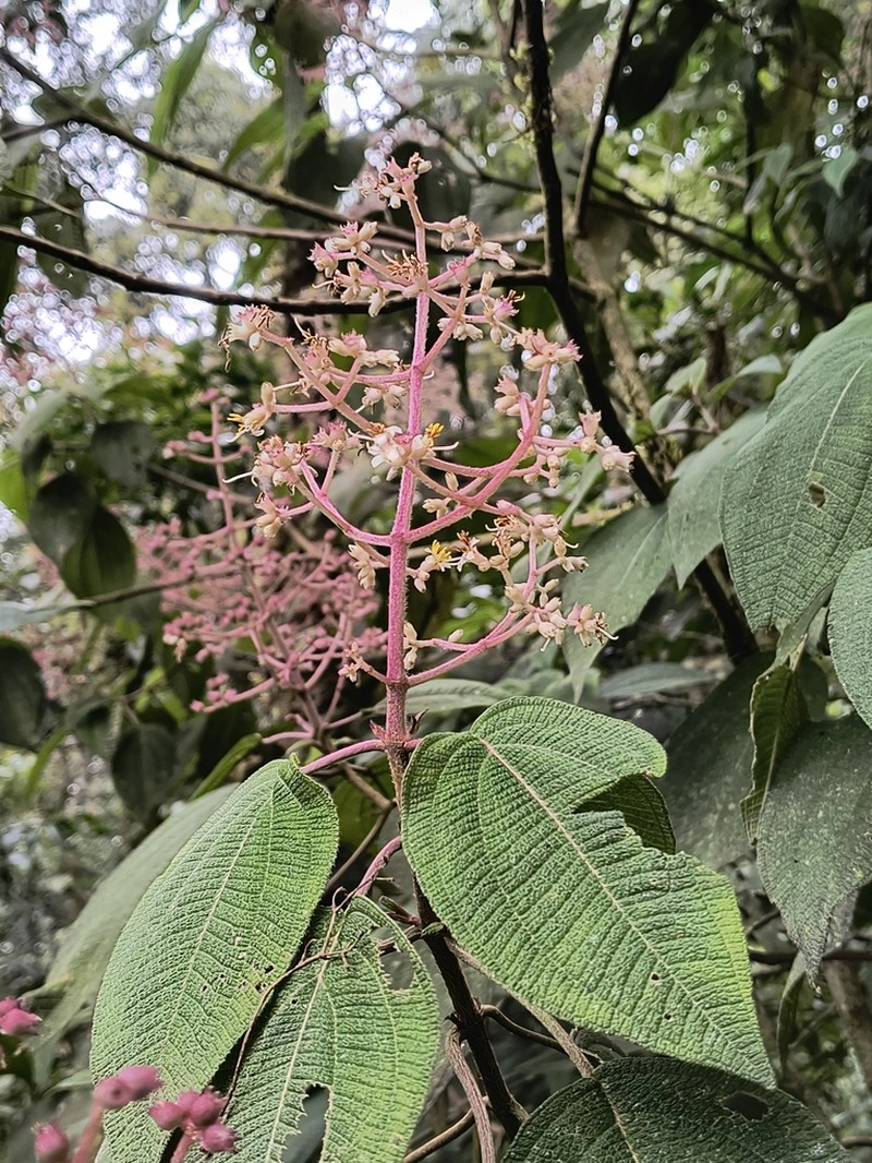 Miconia melanodesma photo 3
