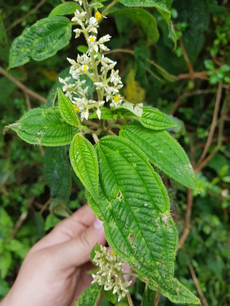 Miconia melanodesma photo 5