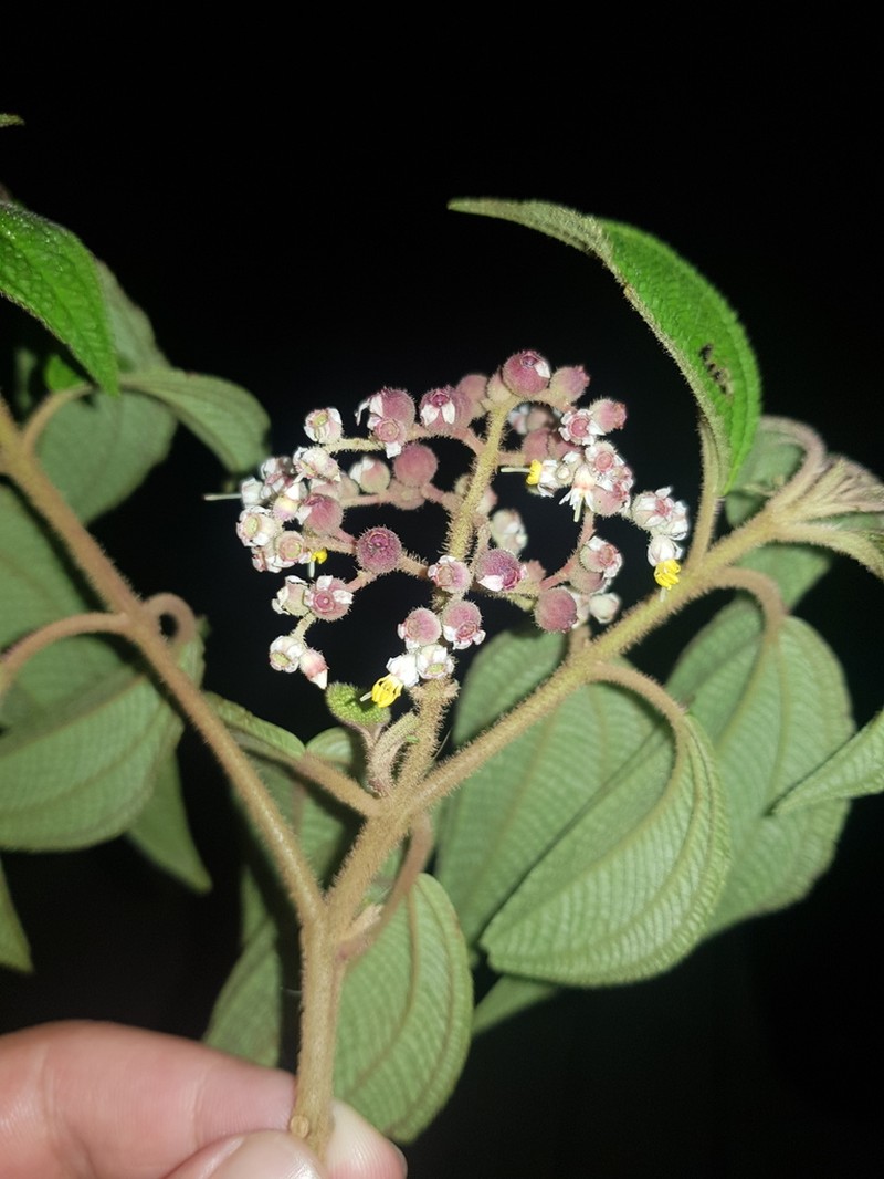 Miconia melanodesma photo 6