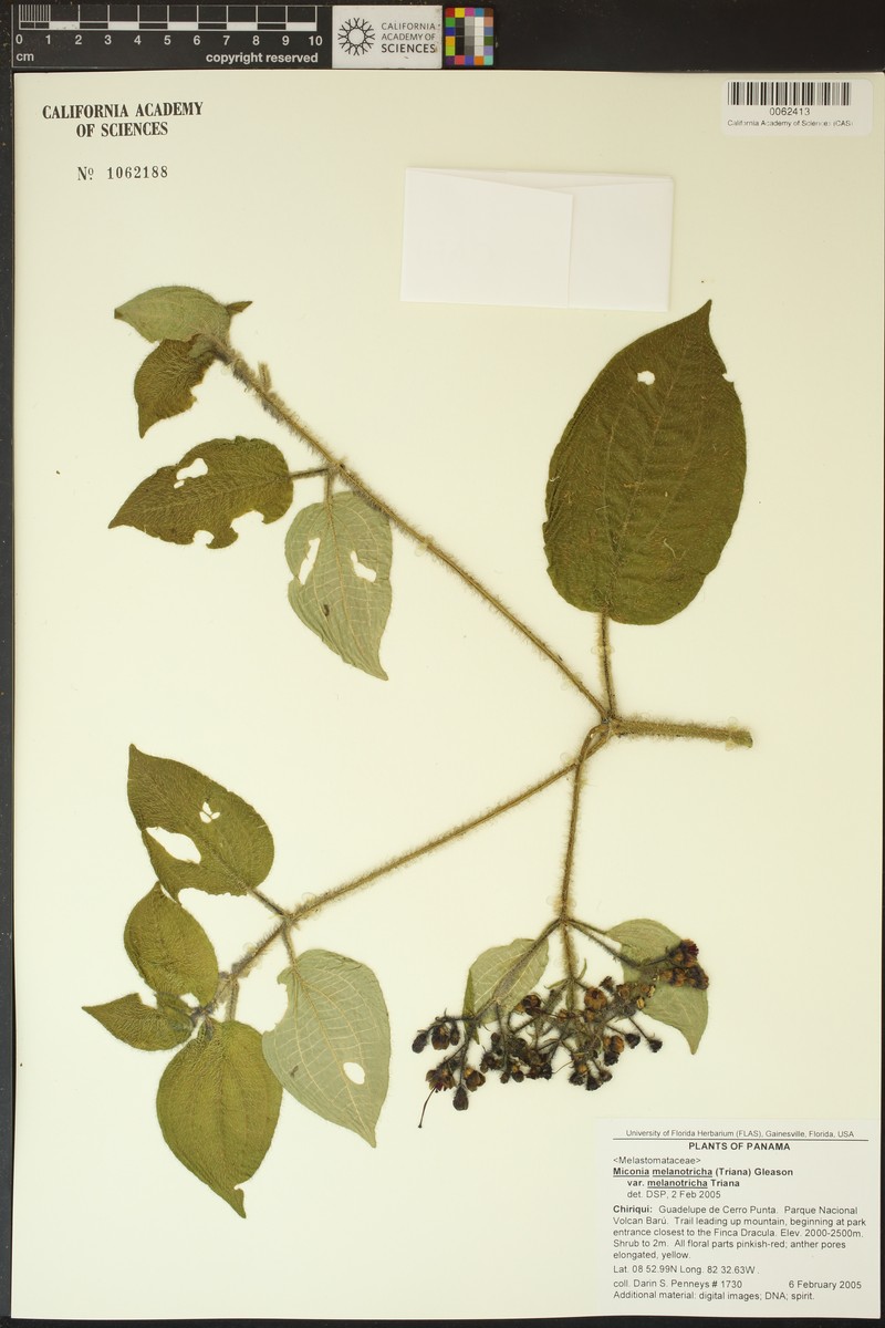 Miconia melanotricha var. melanotricha