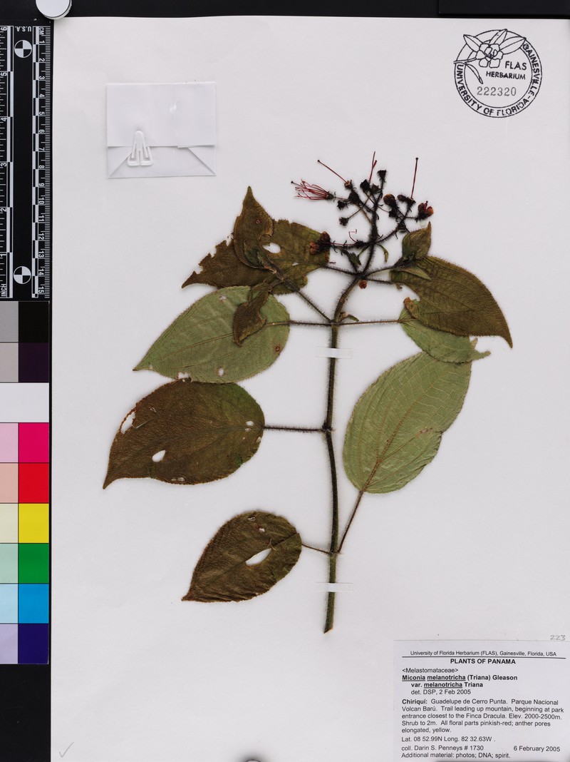 Miconia melanotricha var. melanotricha photo 2