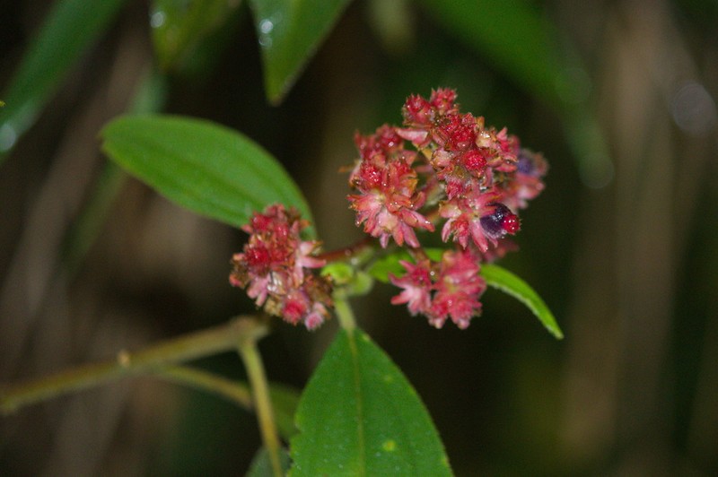 Miconia melastomoides