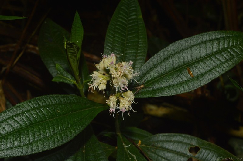 Miconia melastomoides photo 2