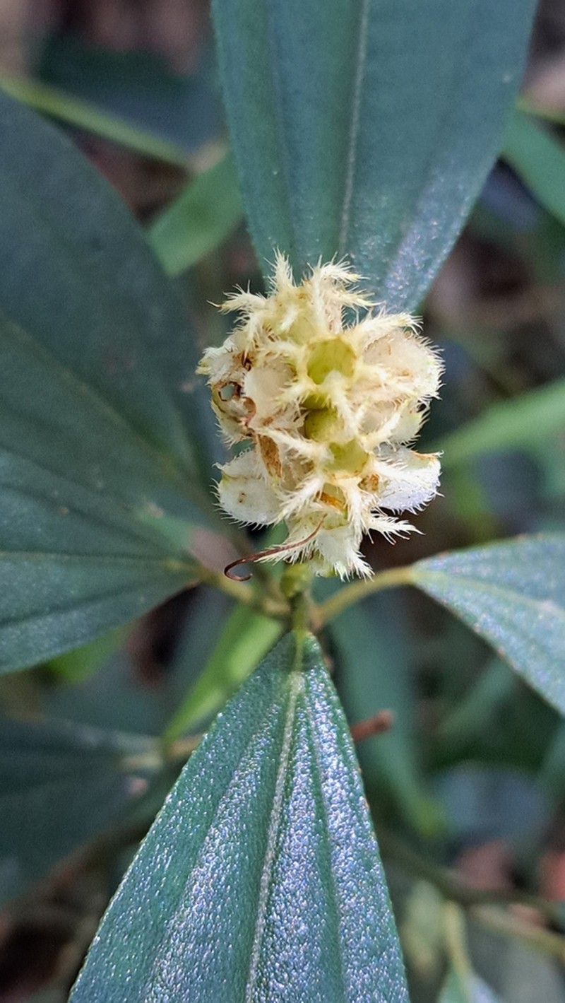 Miconia melastomoides photo 3