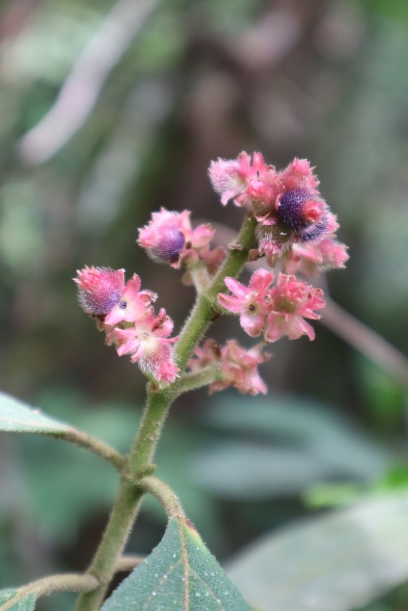 Miconia melastomoides photo 4