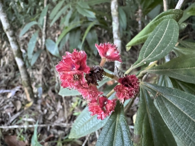 Miconia melastomoides photo 5
