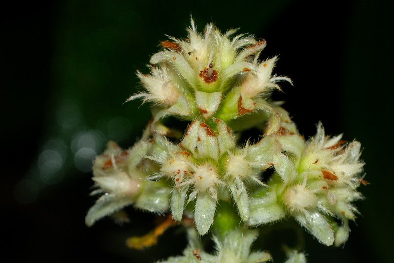Miconia melastomoides photo 6