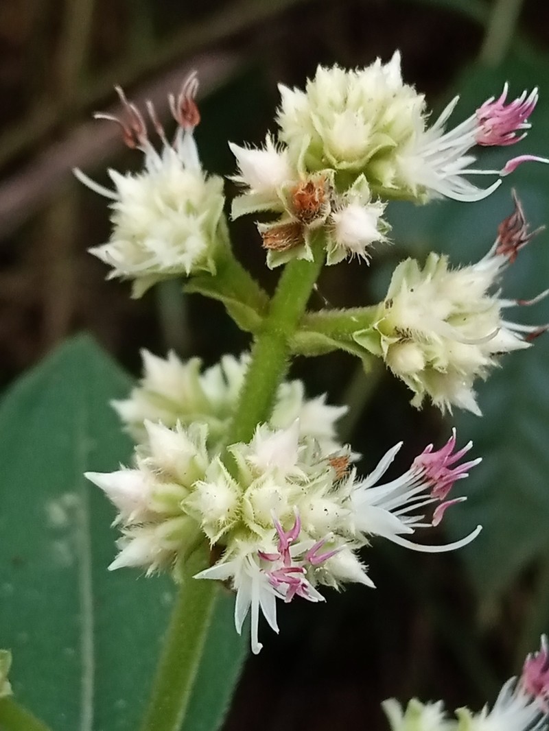 Miconia melastomoides photo 7