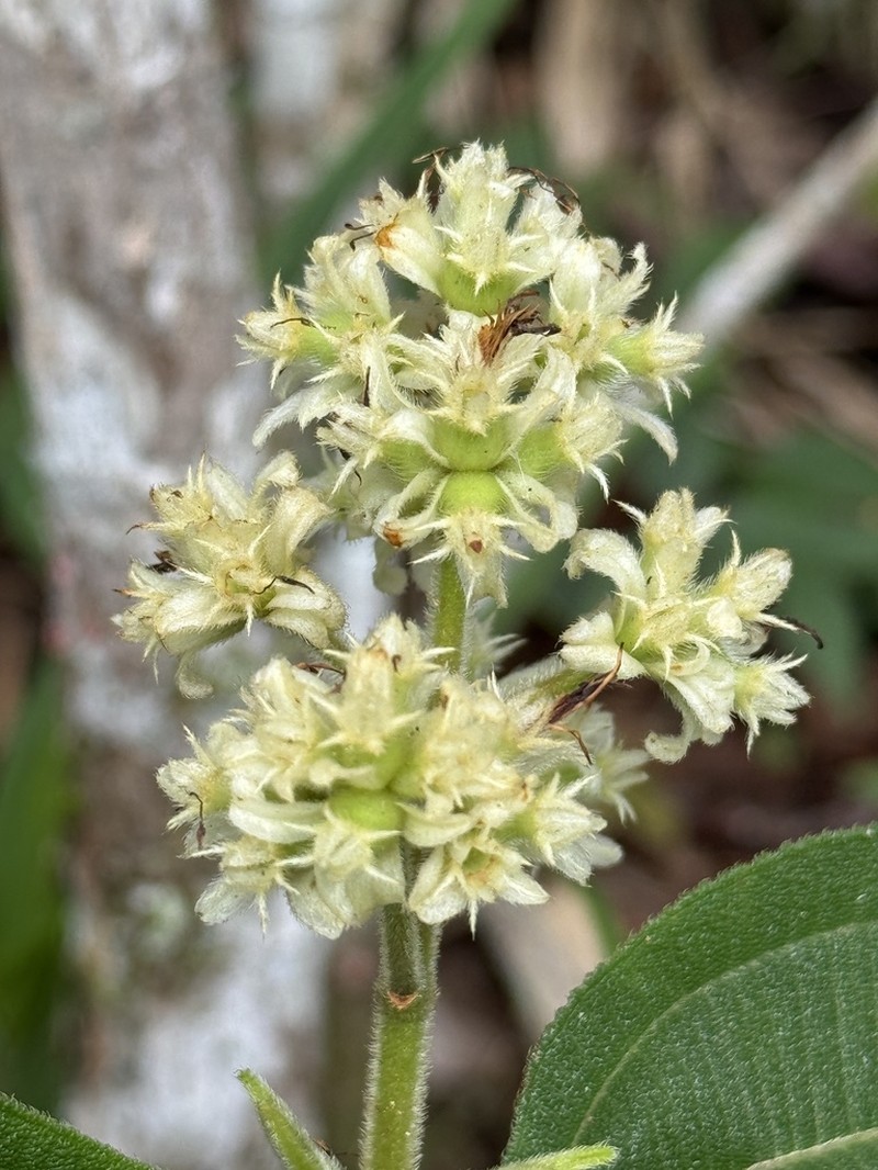 Miconia melastomoides photo 8