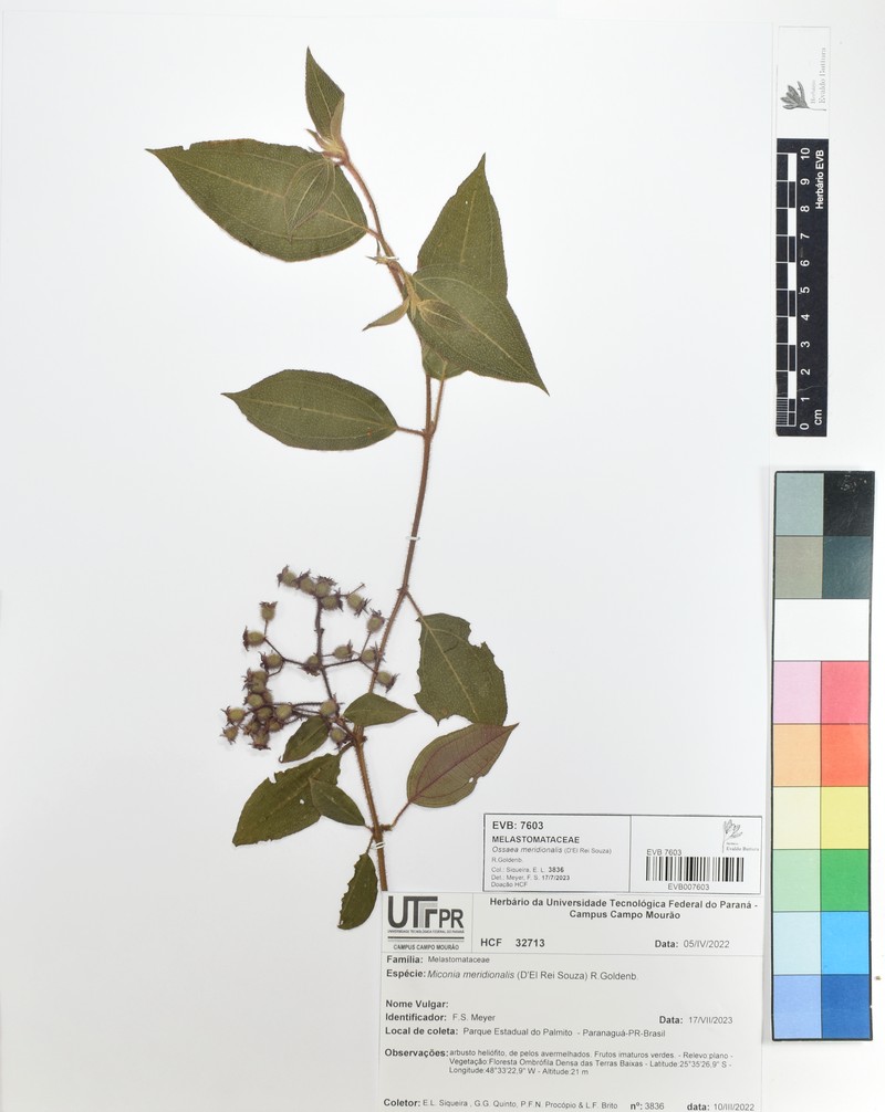 Miconia meridionalis