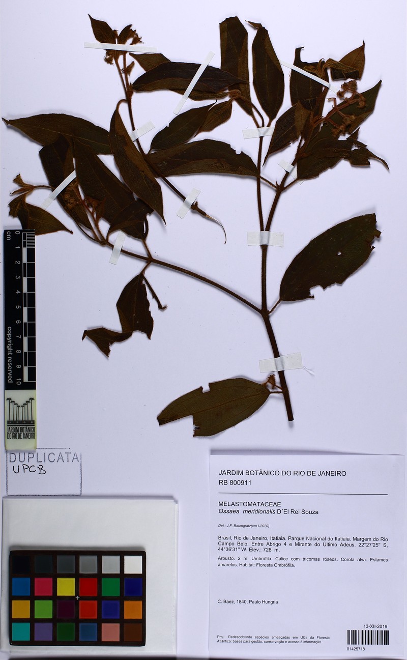 Miconia meridionalis photo 2