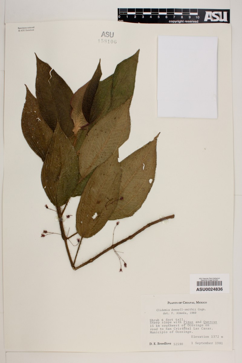 Miconia mesoamericana