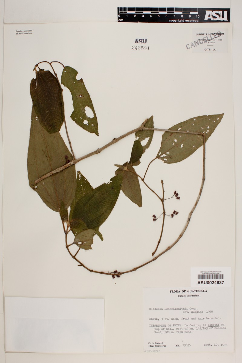 Miconia mesoamericana photo 2