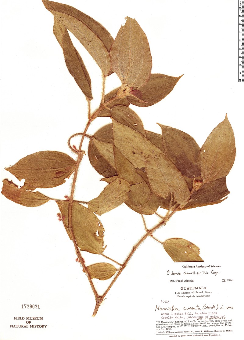 Miconia mesoamericana photo 3