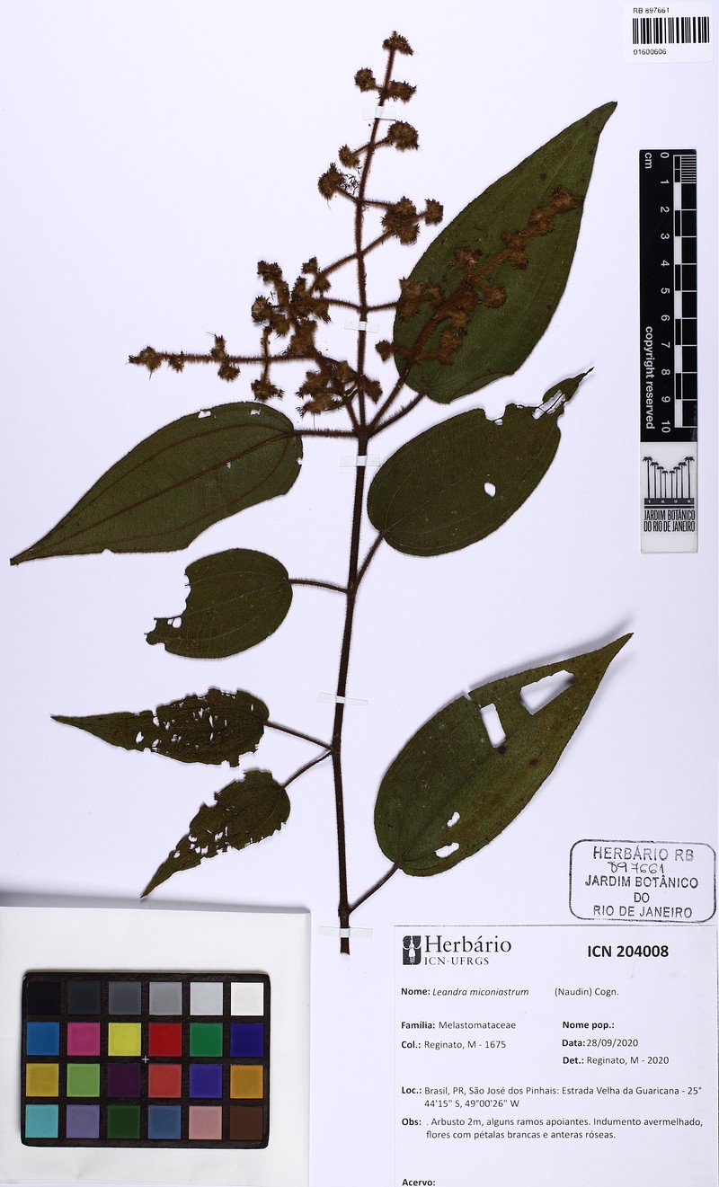 Miconia miconiastrum