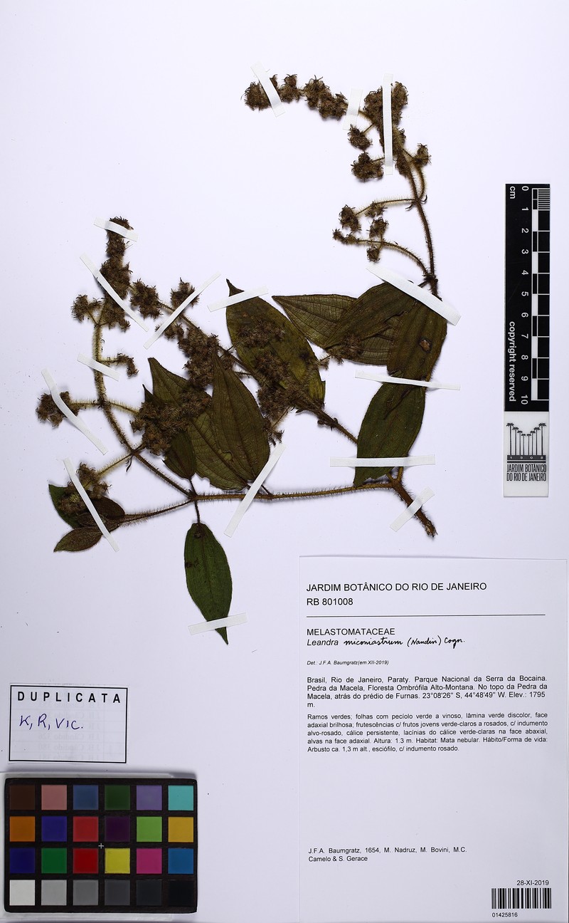 Miconia miconiastrum photo 2