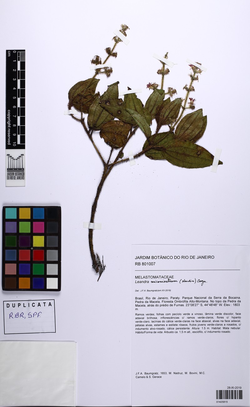 Miconia miconiastrum photo 3