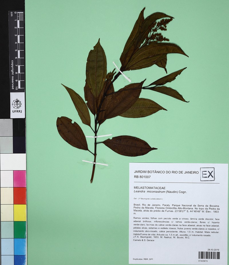 Miconia miconiastrum photo 4