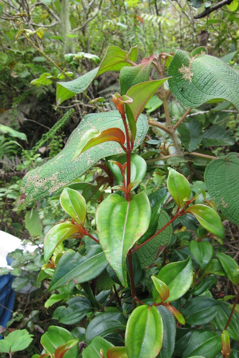 Miconia microdictya