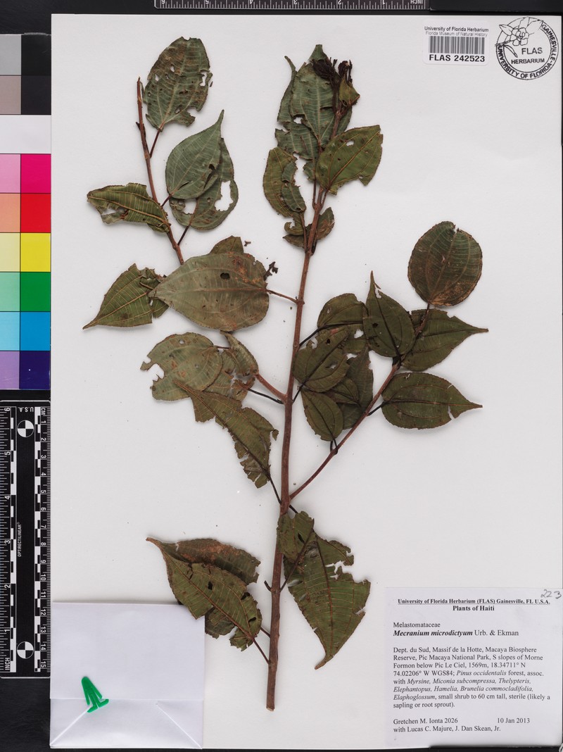 Miconia microdictya photo 3