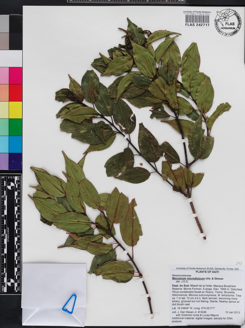 Miconia microdictya photo 4